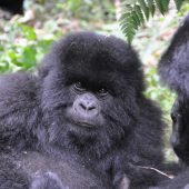  Gorillas (Rwanda)